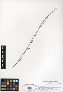 Herbarium Sheet of 